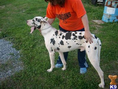 Stud Dogs - Great Dane